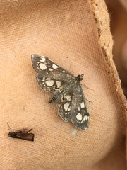 Anania coronata