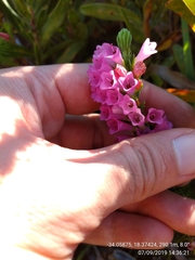Erica abietina