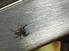 Phintelloides versicolor