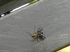 Phintelloides versicolor