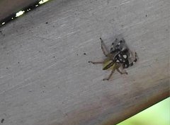 Phintelloides versicolor