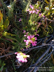 Erica abietina