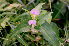 Commelina