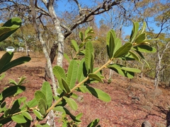 Ozoroa reticulata