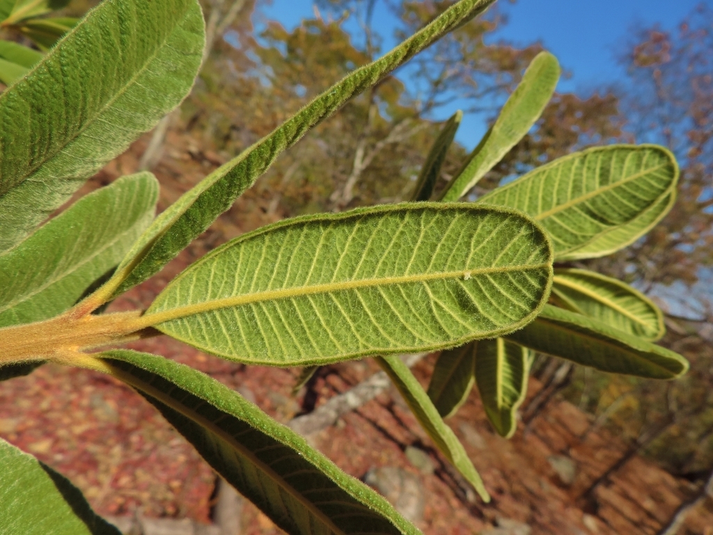 African Resintree