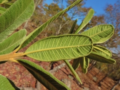 Ozoroa reticulata