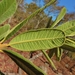 Ozoroa reticulata - Photo (c) i_c_riddell, algunos derechos reservados (CC BY), subido por i_c_riddell