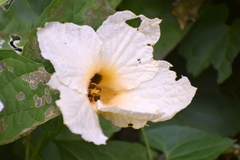 Momordica cochinchinensis