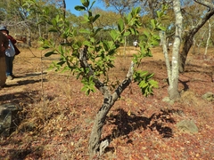 Ozoroa reticulata