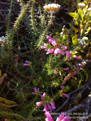 Erica abietina