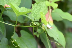 Momordica cochinchinensis