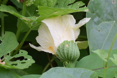 Momordica cochinchinensis