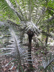 Cycas rumphii