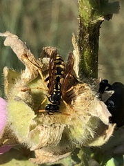 Polistes gallicus