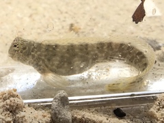 Istiblennius dussumieri