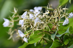 Aganosma heynei