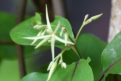 Aganosma heynei