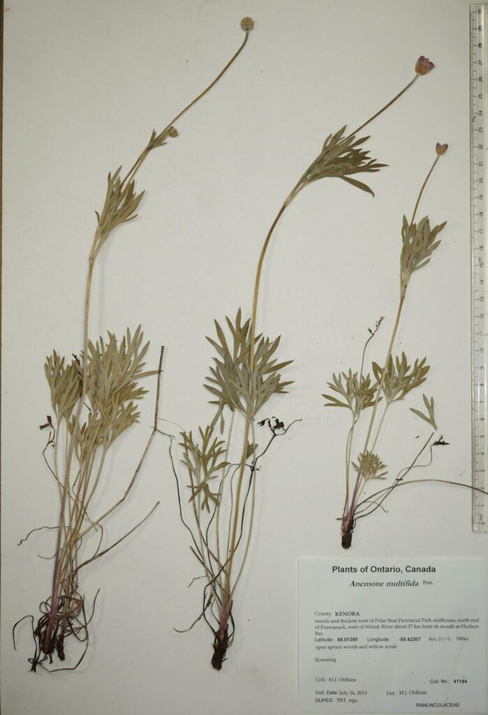 Cutleaf Anemone from Canada, Ontario, KENORA County, woods and thickets ...