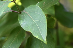 Aganosma heynei