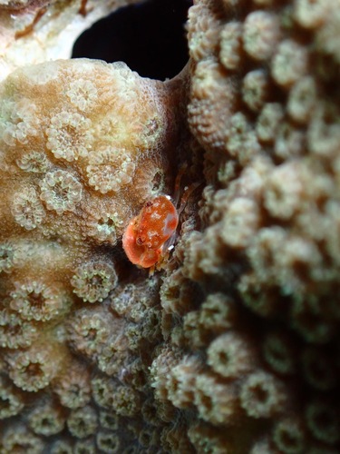 Cherusius triunguiculatus observed 2024-12-30