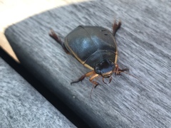 Cybister lateralimarginalis