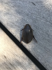 Cybister lateralimarginalis