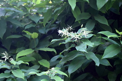 Aganosma heynei
