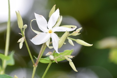 Aganosma heynei