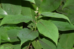 Aganosma heynei