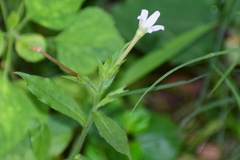Nicotiana plumbaginifolia