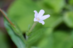 Nicotiana plumbaginifolia