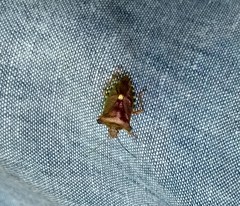 Pentatoma rufipes