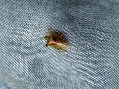 Pentatoma rufipes