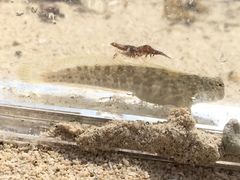 Istiblennius dussumieri
