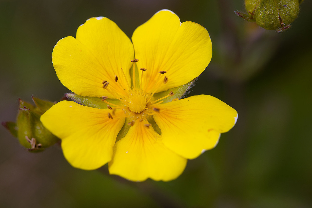 Large-flowered cinquefoil