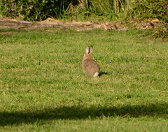 Oryctolagus cuniculus cuniculus