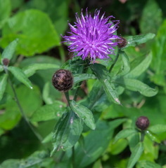 Centaurea nemoralis