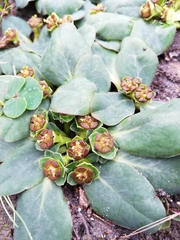 Euphorbia ecklonii