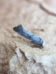 Swammerdamia pyrella