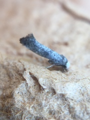 Swammerdamia pyrella