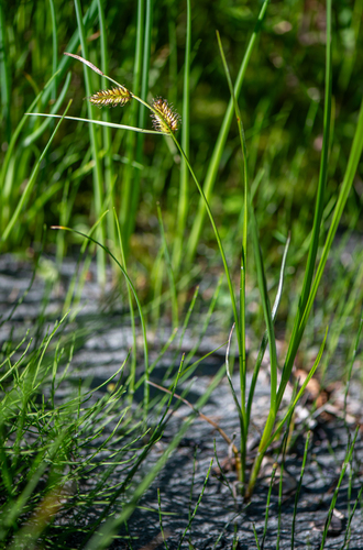 Carex rostrata iNat (2)