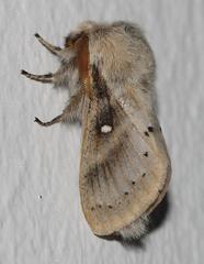 Bombycopsis tephrobaphes