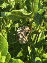 Polistes mongolicus