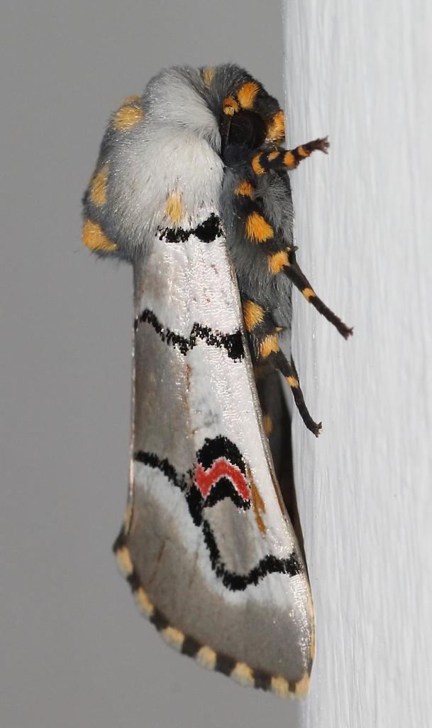 Cherry Spot