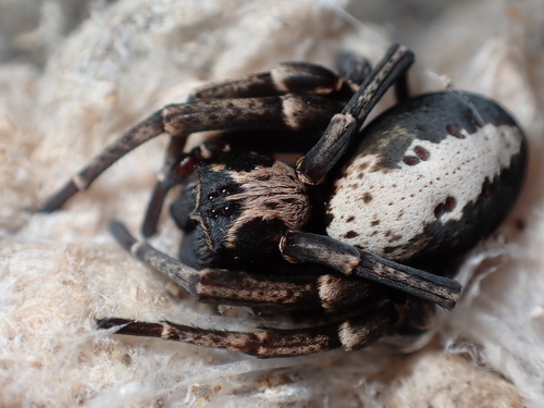 Stegodyphus lineatus