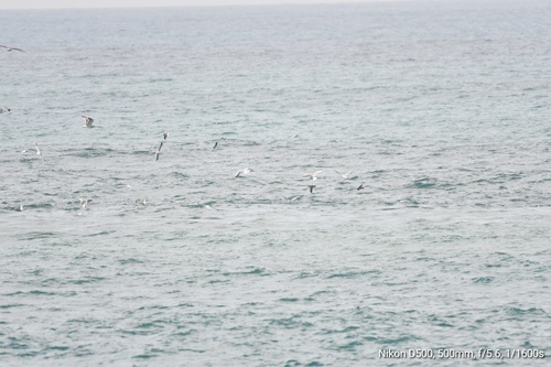 Balearic Shearwater