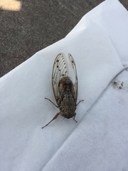 Cicada orni