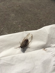 Cicada orni
