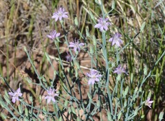 Lygodesmia juncea
