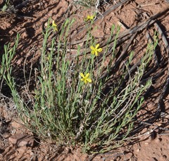 Menodora scabra